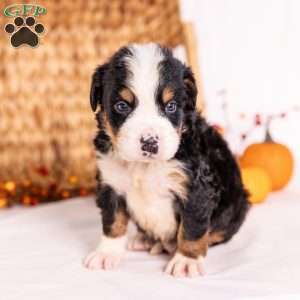 Ray, Bernese Mountain Dog Puppy